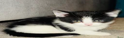 Mixed Breed cats for sale: Beautiful Kittens 🐱  - Advert 6
