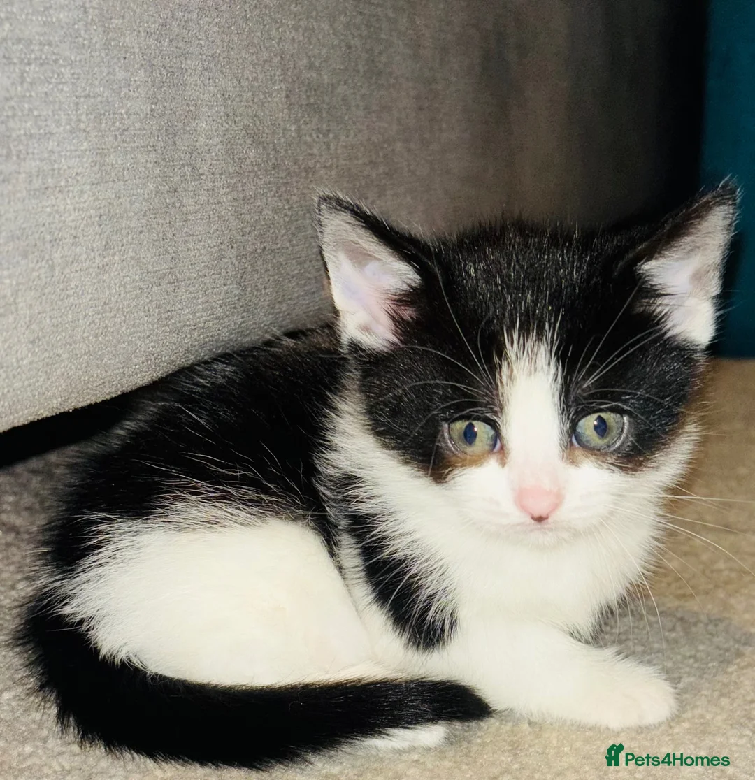 Mixed Breed cats for sale: Beautiful Kittens 🐱  - Advert 6