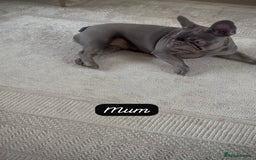 French Bulldog dogs for sale: Stunning Litter of French Bulldogs  - Image 7