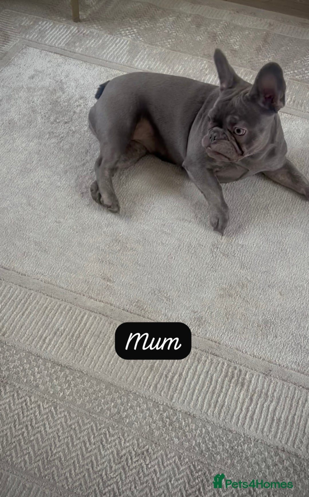 French Bulldog dogs for sale: Stunning Litter of French Bulldogs  - Image 7