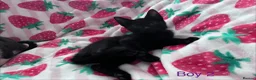 Mixed Breed cats for sale: 5 Kittens Ready to Go! - Advert 10