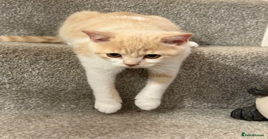 British Shorthair cats - Advert 10