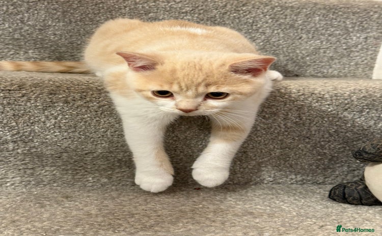 British Shorthair cats - Advert 7
