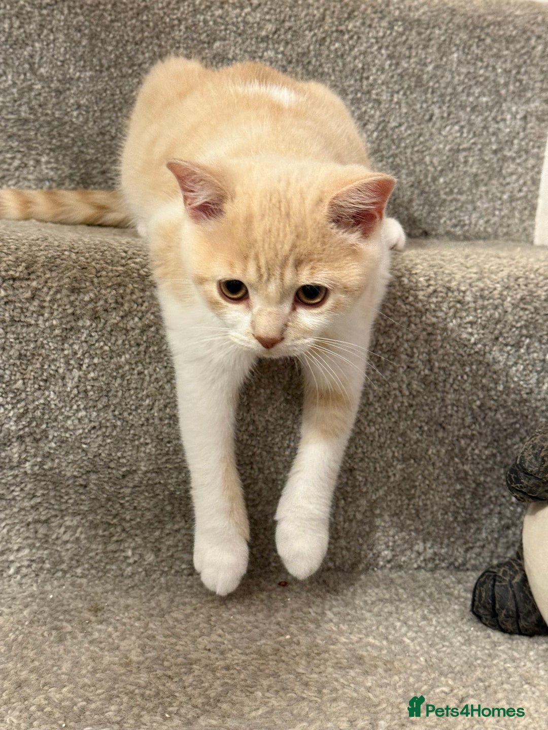 British Shorthair cats for sale: GCCF Registered pedigree British Shorthair Kittens - Image 3