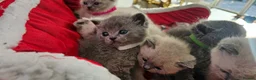 British Shorthair cats for sale: 6 gorgeous bsh  kittens . - Advert 11