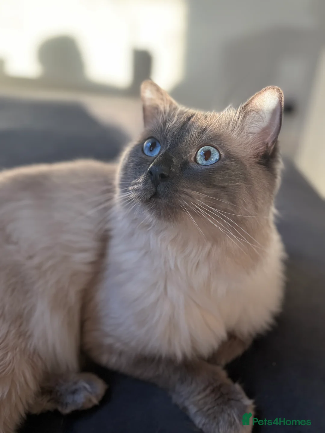 Ragdoll cats for stud: Blue Point Ragdoll for stud 🩵 - Advert 1