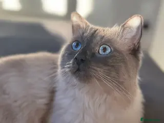 Ragdoll cats Ragdoll male for stud - Advert 9