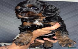Cockapoo dogs for sale: Beautiful cockerpoo pups - Image 2