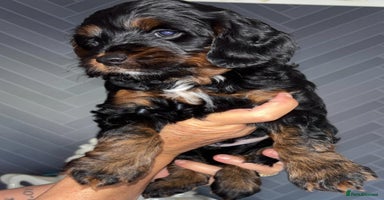 Cockapoo dogs - Advert 5