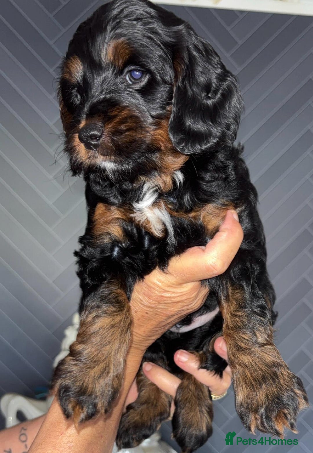 Cockapoo dogs for sale: Beautiful cockerpoo pups - Image 2