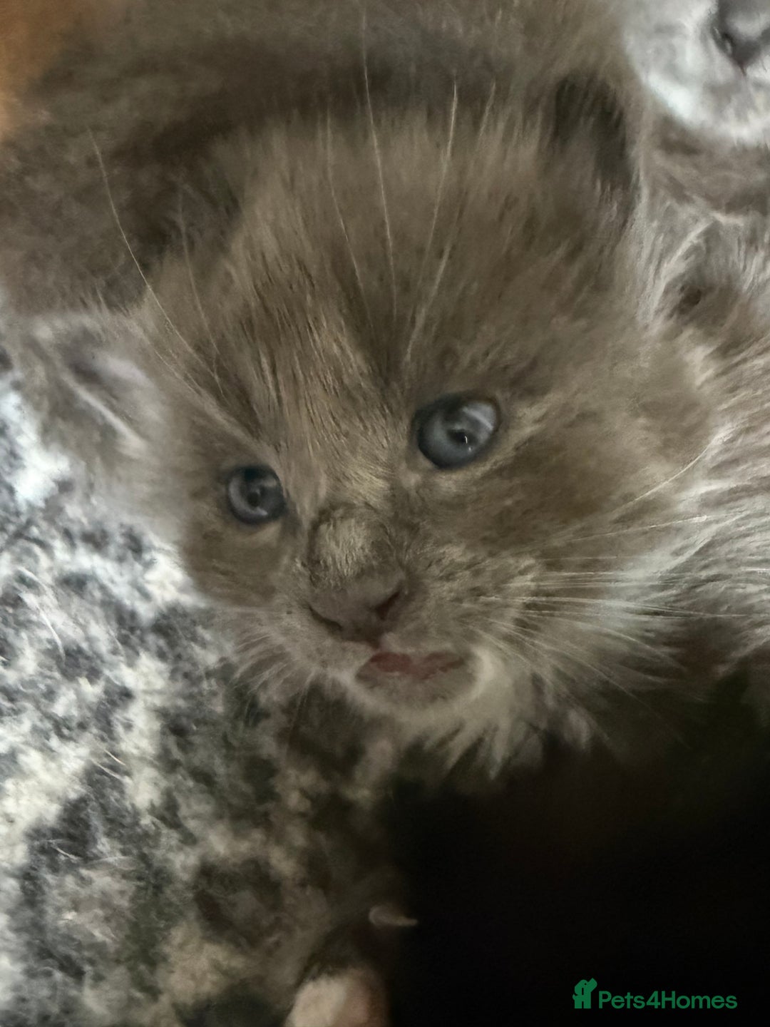 British Shorthair cats for sale: Kittens - Advert 6