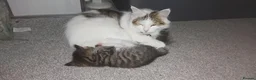 British Shorthair cats for sale: beautiful tabby kitten - Advert 14