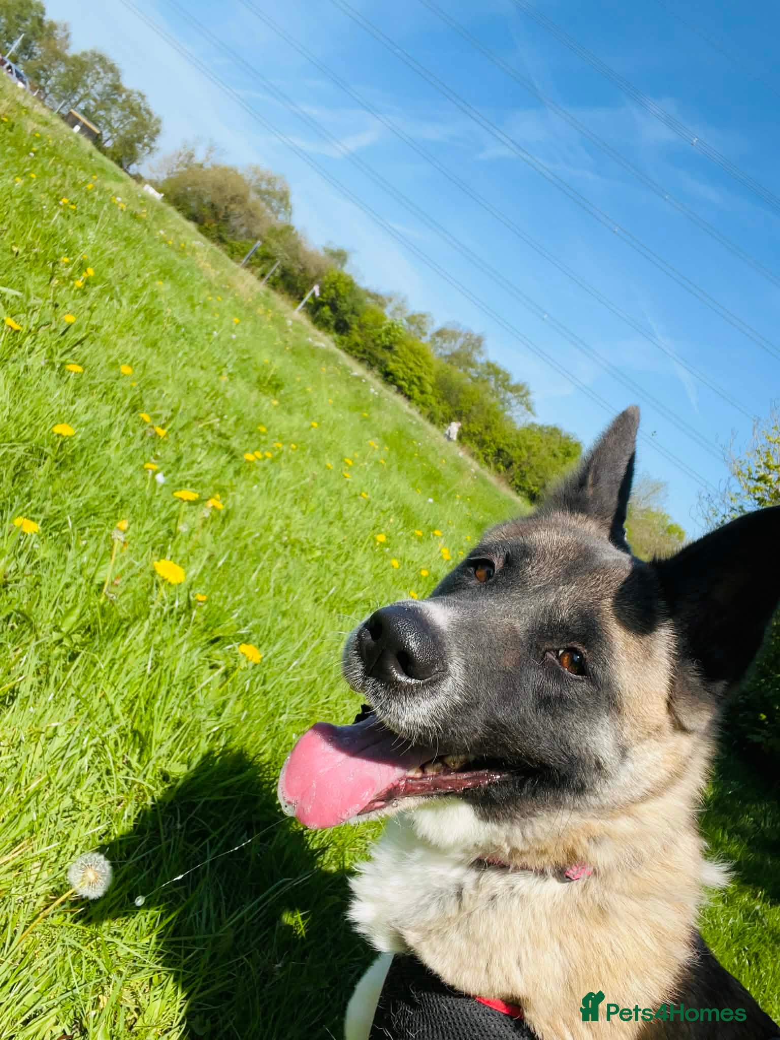 Akita dogs 2yo female akita  - Advert 3