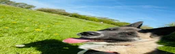 Akita dogs for sale: 2yo female akita  in Runcorn - Advert 1