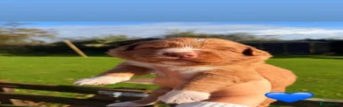 Nova Scotia Duck Tolling Retriever 3