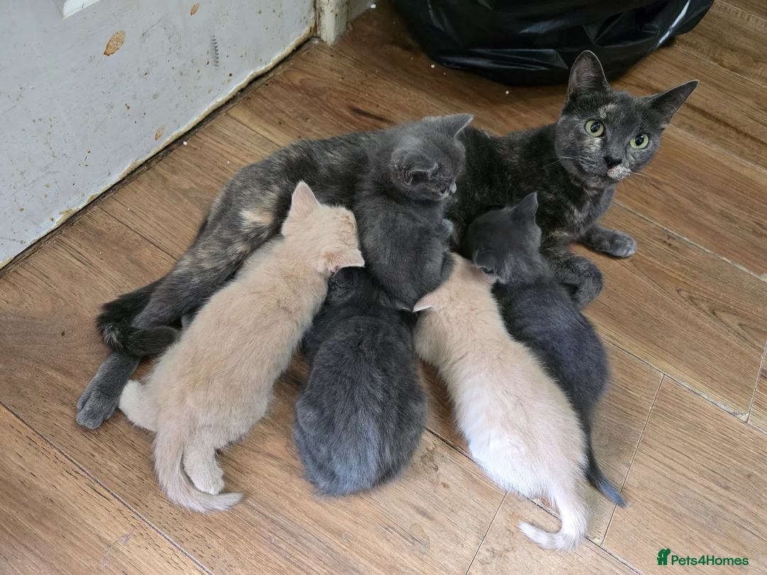 Mixed Breed cats for sale: 5 beautiful boys ready now - Advert 1