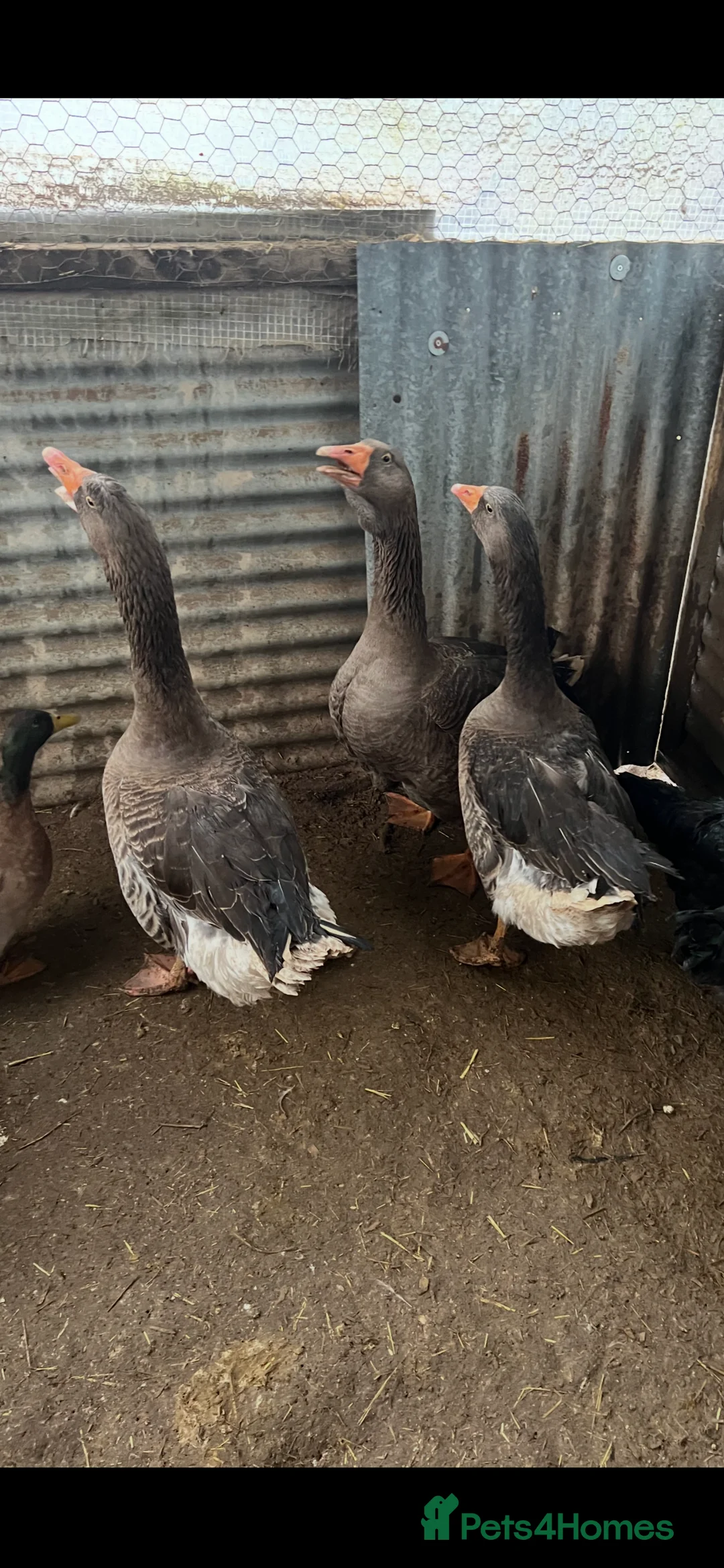 Geese poultry for sale: Toulouse trio of geese - Advert 1