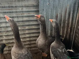 Geese poultry Toulouse trio of geese - Advert 16