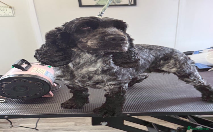 Cocker Spaniel dogs - Advert 2