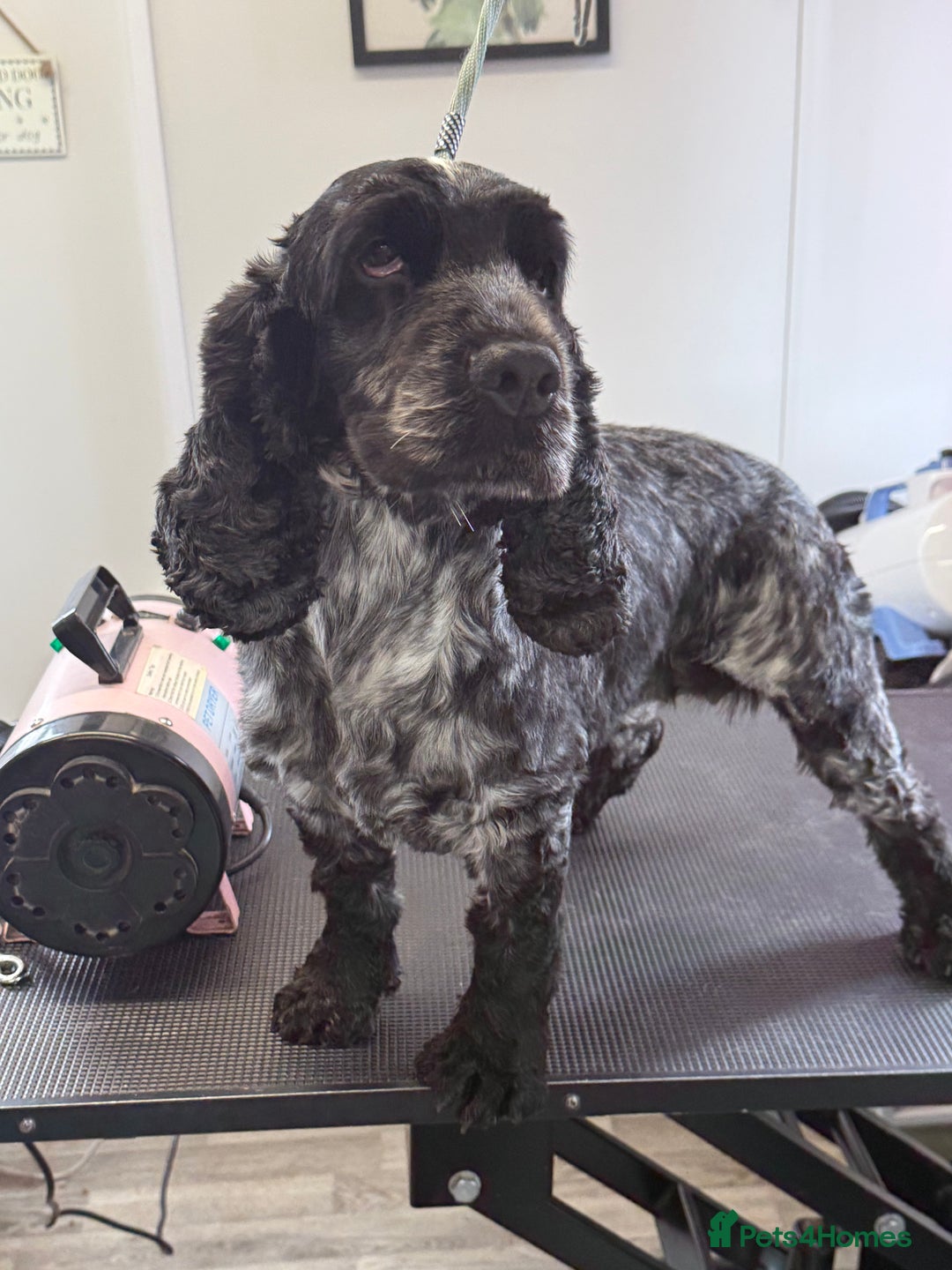 Cocker Spaniel dogs for sale: KC Blue Roan Show Cockr Spaniel  - Image 1