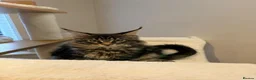Maine Coon cats for sale: READY NOW last boy beautiful Maine Coon kittens - Advert 14