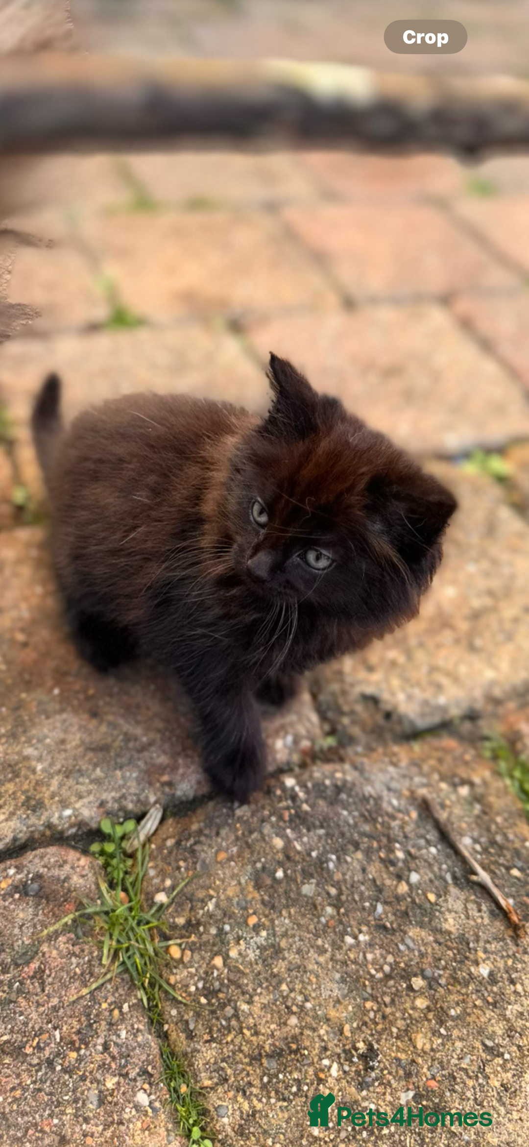 Mixed Breed cats for sale: two boys and a girl - Image 4