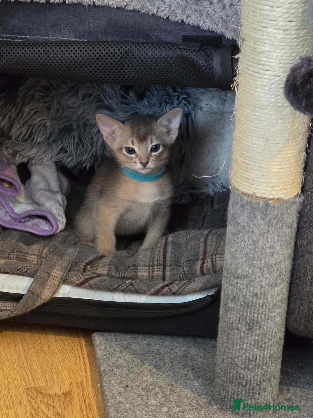 Abyssinian cats for sale: Adorable  Abyssinian  male for sale - Advert 2