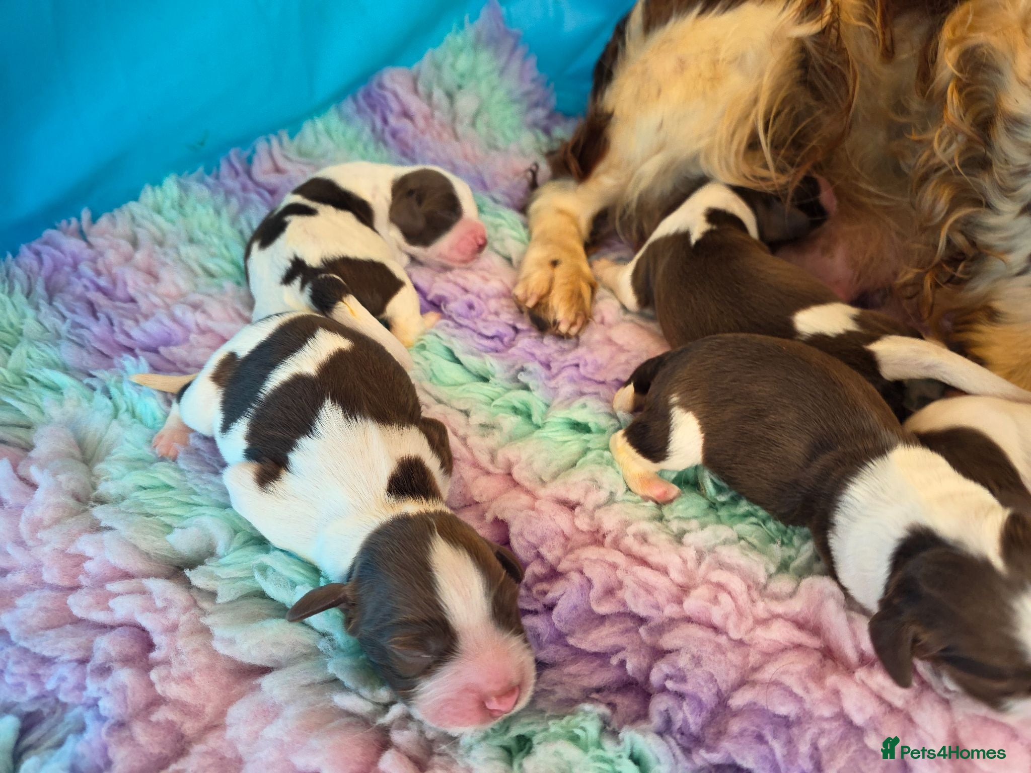 English Springer Spaniel dogs ⭐️ KC Home Reared Tested Springer Pups ⭐️ - Advert 1