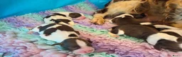 English Springer Spaniel dogs for sale: ⭐️ KC Home Reared Tested Springer Pups ⭐️ - Advert 1