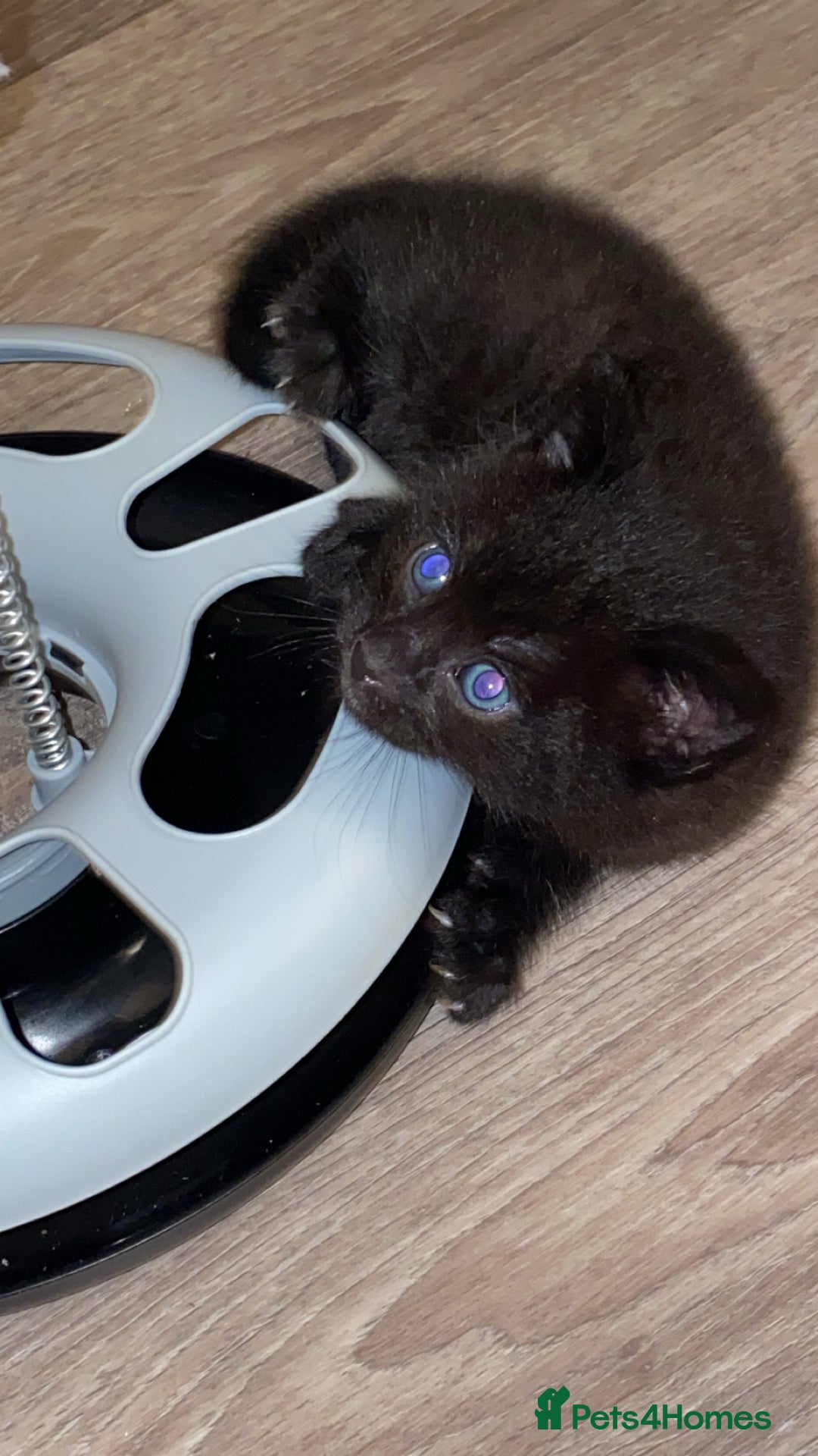 Mixed Breed cats for sale: Mixed breed Bengal and Norwegian forest cat  - Advert 15