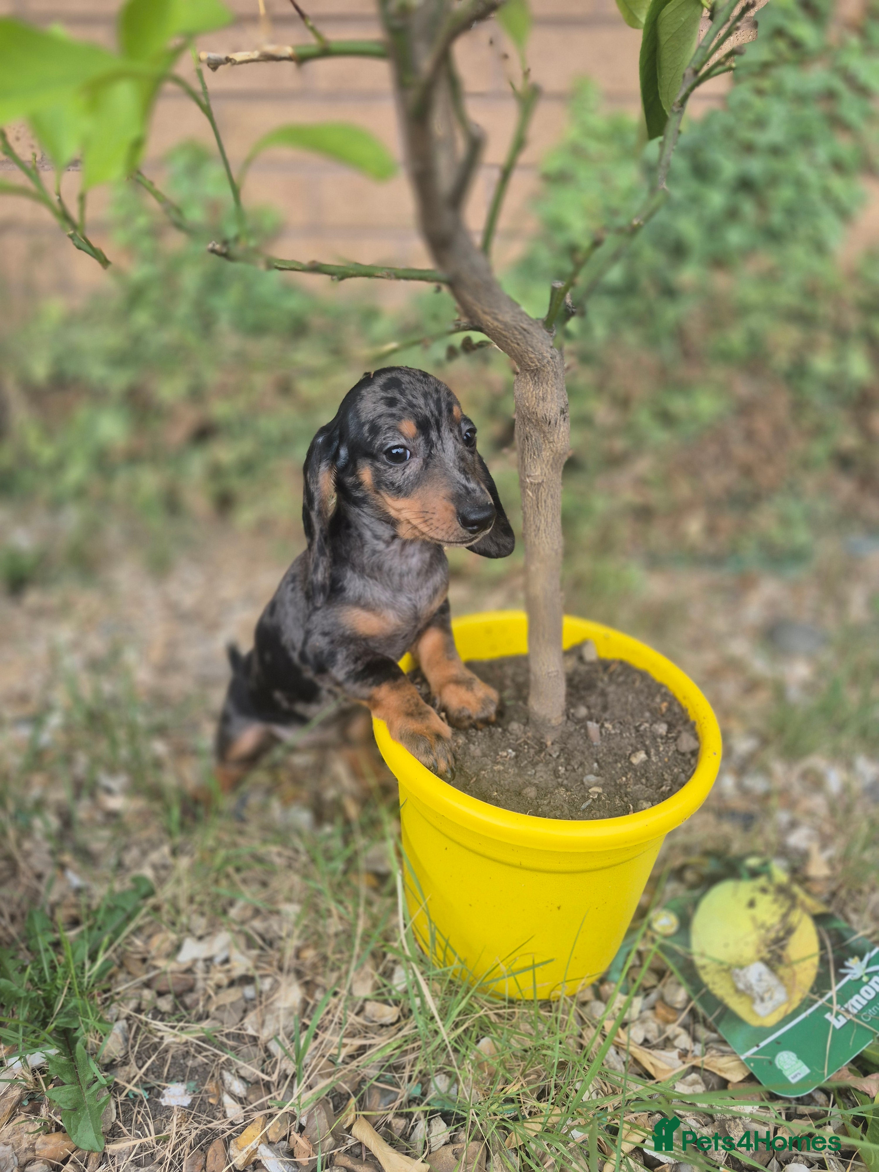 Dachshund dogs Outstanding minature dauchaund Puppies - Advert 2