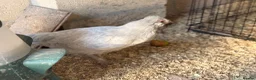 Chickens poultry for sale: Lavender Araucana Trios for sale in Chippenham - Advert 6