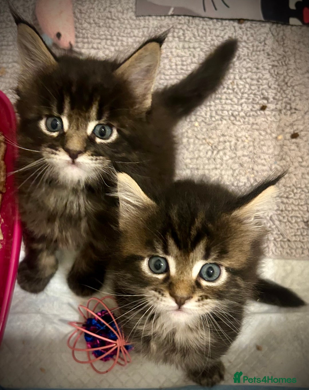 Maine Coon cats for sale: GCCF reg Maine Coon Kittens Stunning Tabby litter - Image 18