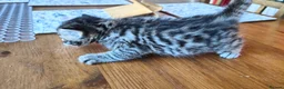 Mixed Breed cats for sale: Beautiful half Bengal kittens available - Advert 29