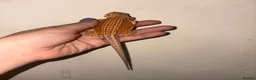 Bearded Dragon reptiles for sale: Super friendly bearded dragon - Advert 1