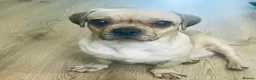 Jug dogs for sale: Jugs pups  - Advert 6