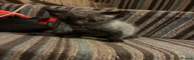Mixed Breed 2