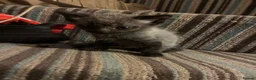 Mixed Breed cats for sale: Grey Kittens - Advert 11