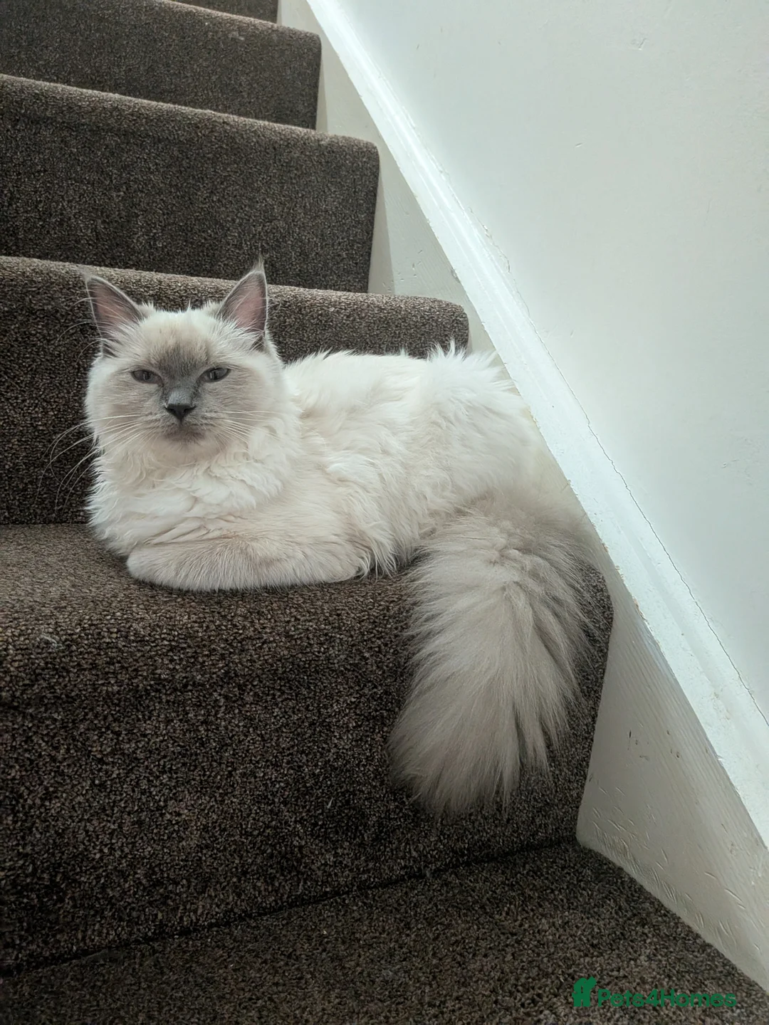 Mixed Breed cats for sale: Beautiful mixed breed kitten - Advert 2