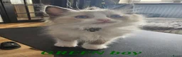 Ragdoll cats for sale: Friendly and playfull Ragdoll x  - Advert 25