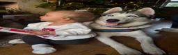 Siberian Husky dogs for sale: Male Siberian Husky - Advert 6