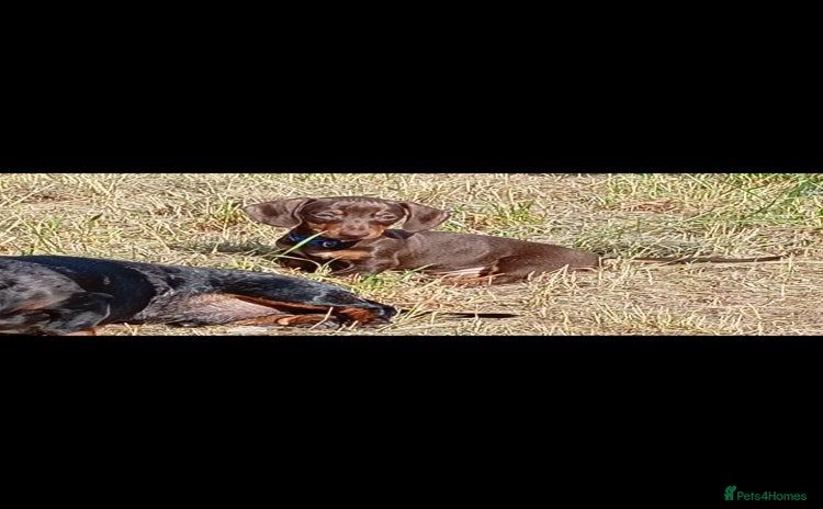 Miniature Dachshund dogs - Advert 14