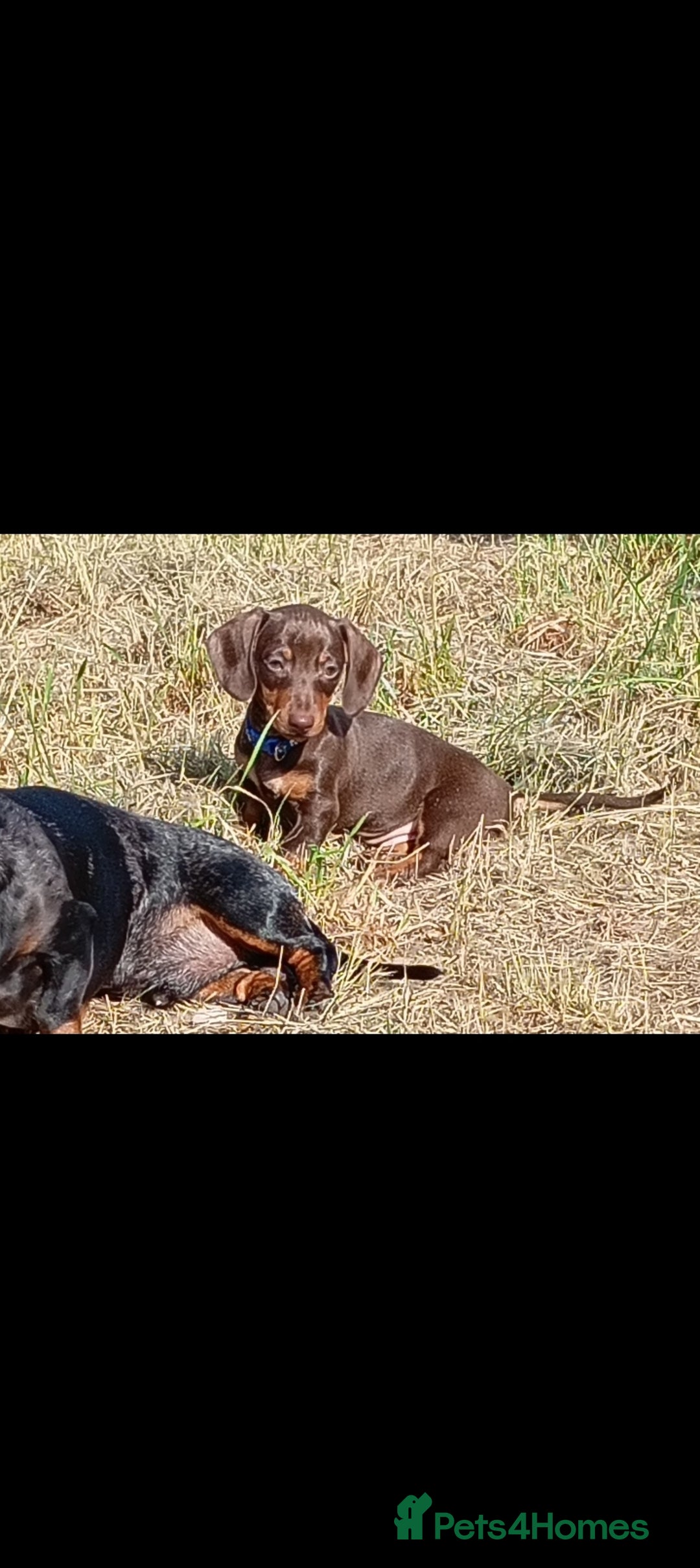 Miniature Dachshund dogs for sale: READY TO GO 1 CHOC BOY LEFT  - Image 1