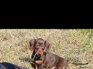 Miniature Dachshund dogs READY TO GO 1 CHOC BOY LEFT - Advert 1