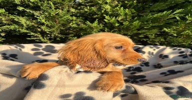 Cocker Spaniel dogs - Advert 2
