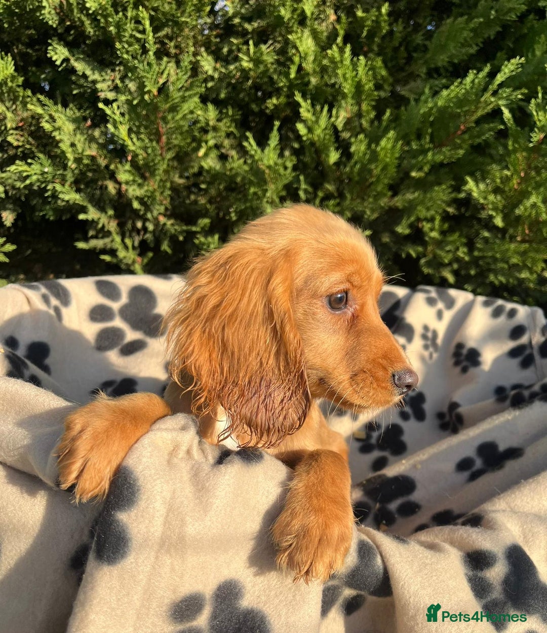 Cocker Spaniel dogs for sale: Four beautiful girl cocker spaniel  - Image 2