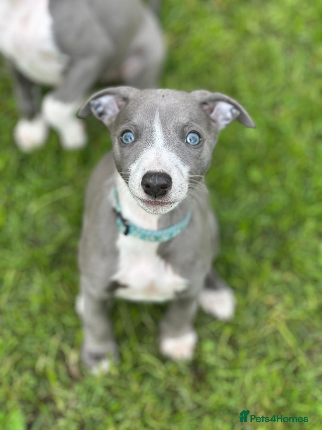Whippet dogs for sale: READY NOW! STUNNING WHIPPET PUPPYS - Image 3