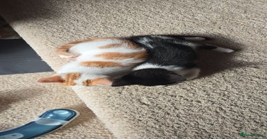 Mixed Breed cats - Advert 12