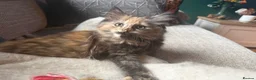Maine Coon cats for sale: Maine coon kittens  - Advert 2