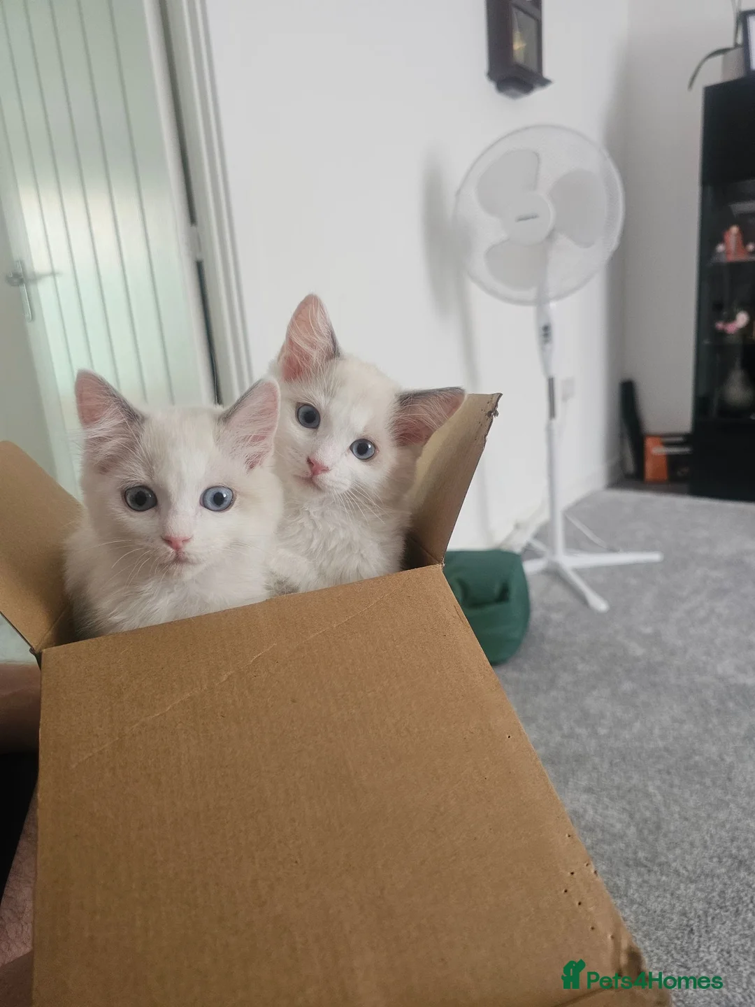 Ragdoll cats for sale: 2 Girls Ragdoll Bicolor.  in Fareham - Advert 1